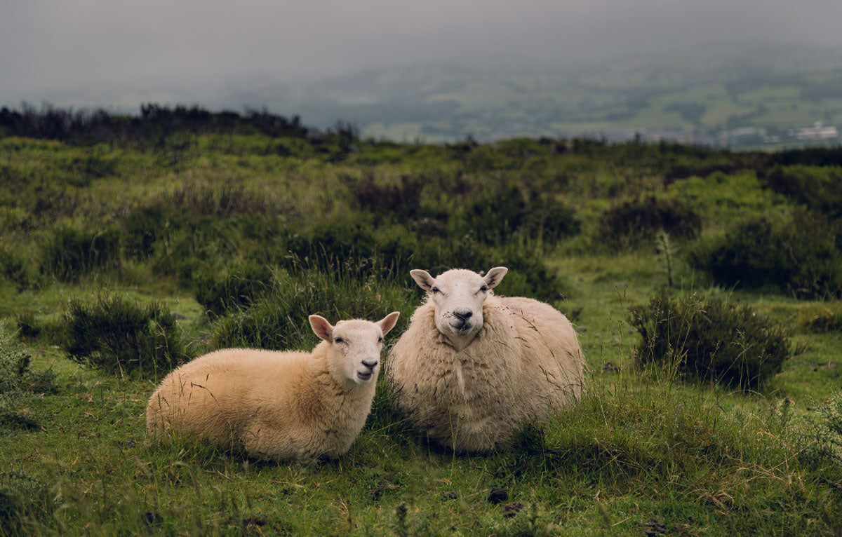 Is the wool you use in your products sprayed with any chemicals?