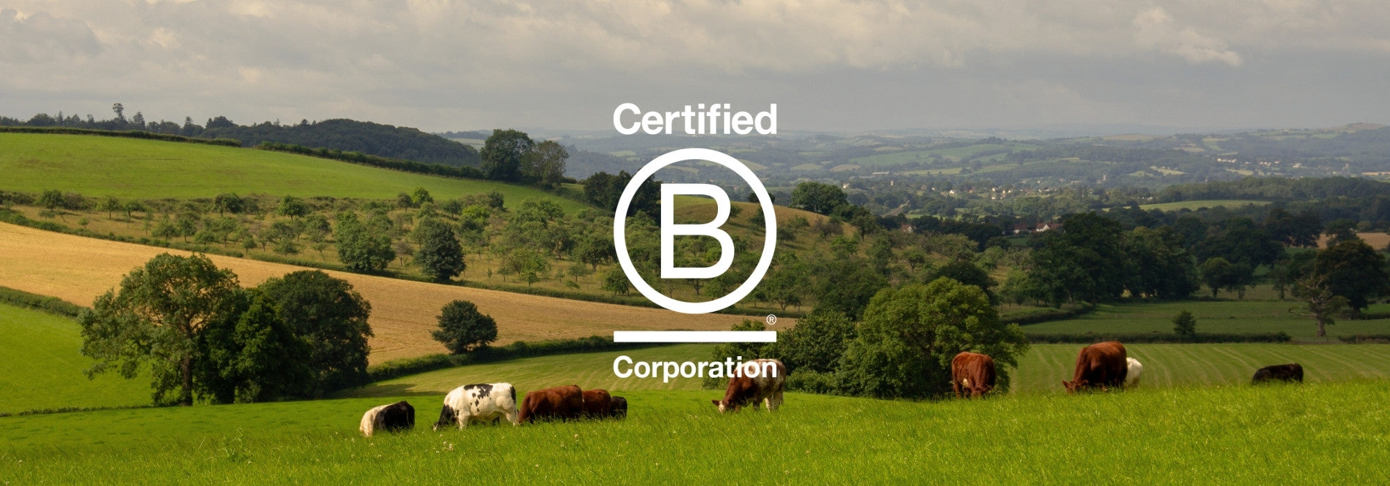 (Some Of) Our Favourite Devon-Based B Corps